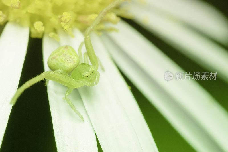 spider and chrysanthemum